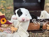 Patsy, a female Border Collie for sale in Nashville, AR – 1 of 2