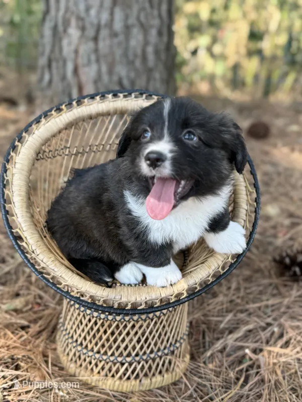 Brindle fluff  – Cardigan Welsh Corgi, Pembroke Welsh Corgi puppy for sale in Nashville, AR