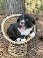 Brindle fluff , a male Cardigan Welsh Corgi and Pembroke Welsh Corgi for sale in Nashville, AR – 8 of 10