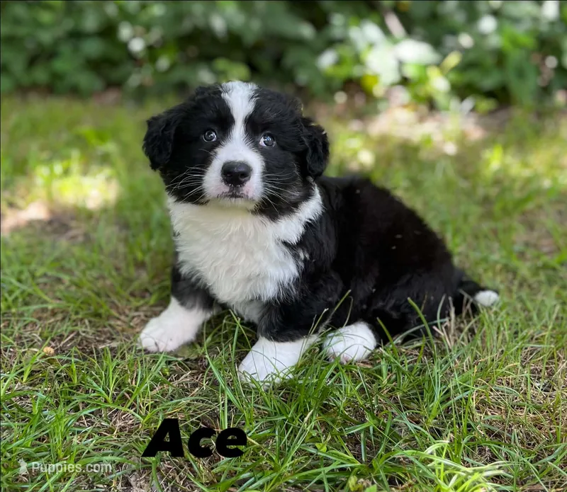 Ace- Fluffy – Cardigan Welsh Corgi puppy for sale in Nashville, AR