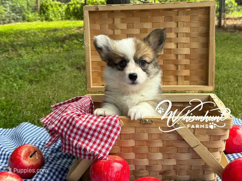 Fluffy Sable girl – Pembroke Welsh Corgi puppy for sale in Nashville, AR