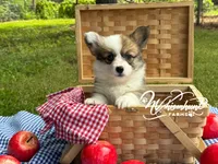Fluffy Sable girl, a female Pembroke Welsh Corgi for sale in Nashville, AR – 4 of 10