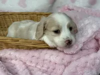 Cream pie, a female Miniature Dachshund for sale in Nashville, AR – 4 of 4