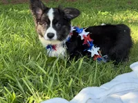 Ace- Fluffy, a male Cardigan Welsh Corgi for sale in Nashville, AR – 8 of 10