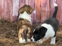 Liver Girl, a female Cardigan Welsh Corgi and Pembroke Welsh Corgi for sale in Nashville, AR – 10 of 10