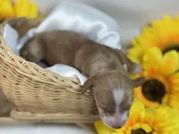 Red/cream dapple , a male Miniature Dachshund for sale in Nashville, AR – 4 of 4