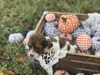 Silky Pie, a female Miniature Dachshund for sale in Nashville, AR – 3 of 4