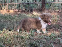 Live brindle , a male Cardigan Welsh Corgi and Pembroke Welsh Corgi for sale in Nashville, AR – 6 of 10