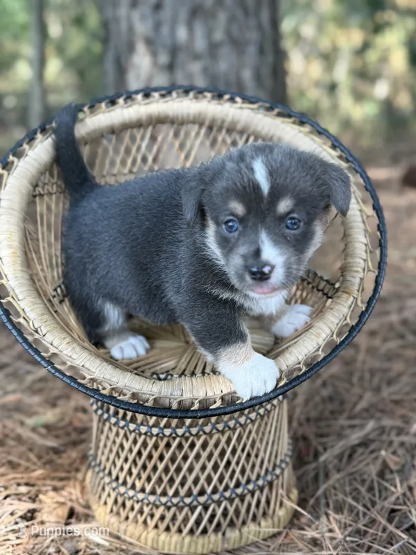 Full tail bluie – Cardigan Welsh Corgi, Pembroke Welsh Corgi puppy for sale in Nashville, AR