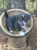 Full tail bluie, a female Cardigan Welsh Corgi and Pembroke Welsh Corgi for sale in Nashville, AR – 9 of 9