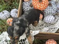 Silky dapple , a male Miniature Dachshund for sale in Nashville, AR – 7 of 7