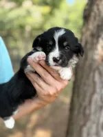 Full tail , a female Cardigan Welsh Corgi and Pembroke Welsh Corgi for sale in Nashville, AR – 8 of 8