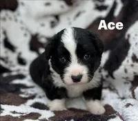 Ace- Fluffy, a male Cardigan Welsh Corgi for sale in Nashville, AR – 2 of 6