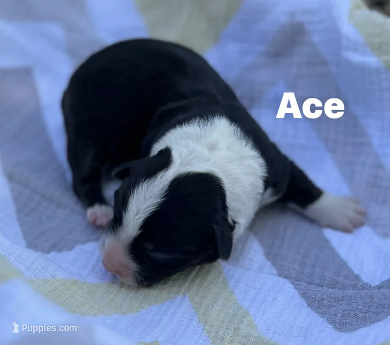 Ace – Cardigan Welsh Corgi puppy for sale in Nashville, AR