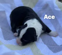 Ace- Fluffy, a male Cardigan Welsh Corgi for sale in Nashville, AR – 6 of 6