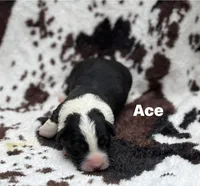 Ace- Fluffy, a male Cardigan Welsh Corgi for sale in Nashville, AR – 5 of 6