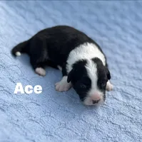 Ace- Fluffy, a male Cardigan Welsh Corgi for sale in Nashville, AR – 4 of 6