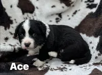Ace- Fluffy, a male Cardigan Welsh Corgi for sale in Nashville, AR – 3 of 6