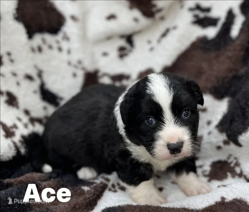 Ace- Fluffy – Cardigan Welsh Corgi puppy for sale in Nashville, AR
