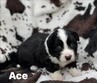 Ace- Fluffy, a male Cardigan Welsh Corgi for sale in Nashville, AR – 1 of 6