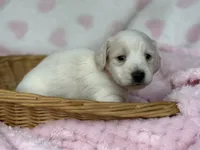 Blondie, a female Miniature Dachshund for sale in Nashville, AR – 1 of 4