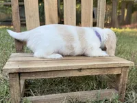 Blondie~ purple, a female Miniature Dachshund for sale in Nashville, AR – 5 of 10