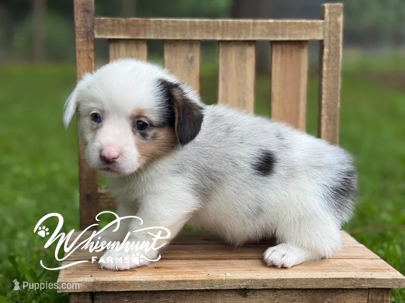 Merle Mismark – Pembroke Welsh Corgi puppy on hold in Nashville, AR