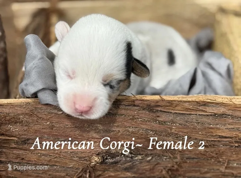 Merle Mismark – Pembroke Welsh Corgi puppy for sale in Nashville, AR