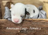 Merle Mismark, a female Pembroke Welsh Corgi for sale in Nashville, AR – Photo 1 of 2