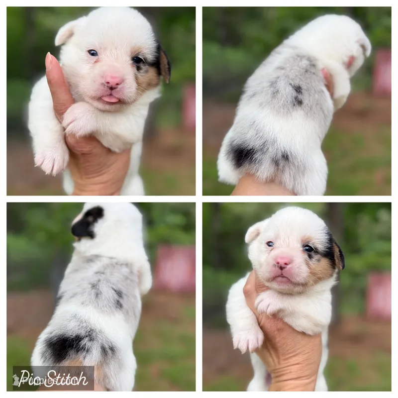 Merle Mismark – Pembroke Welsh Corgi puppy for sale in Nashville, AR