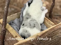 Merle Mismark, a female Pembroke Welsh Corgi for sale in Nashville, AR – Photo 2 of 2