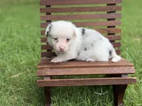  Merle. Full tail, a female Pembroke Welsh Corgi for sale in Nashville, AR – 2 of 2