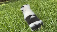 Mismark girl, a female Pembroke Welsh Corgi for sale in Nashville, AR – 4 of 6