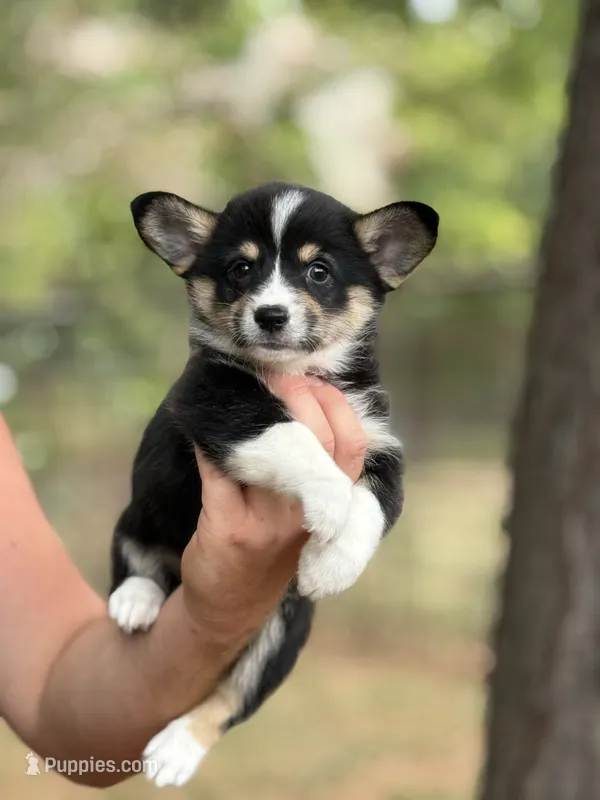 Missy – Cardigan Welsh Corgi, Pembroke Welsh Corgi puppy for sale in Nashville, AR