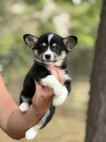 Missy, a female Cardigan Welsh Corgi and Pembroke Welsh Corgi for sale in Nashville, AR – 3 of 10