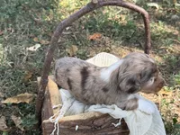 Chocolate Dapple , a male Miniature Dachshund for sale in Nashville, AR – 4 of 4