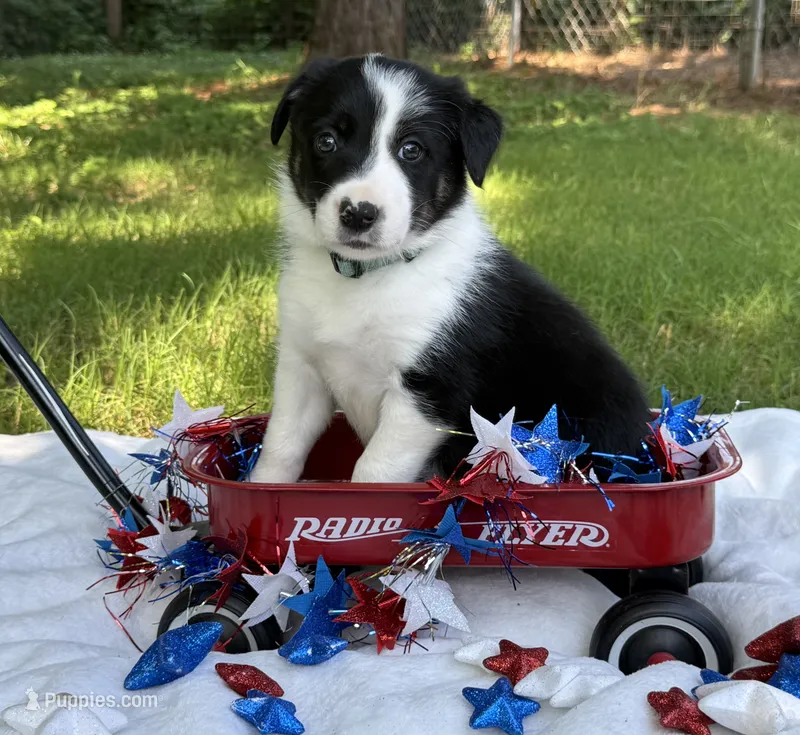Sister – Border Collie puppy for sale in Nashville, AR