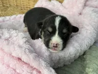 Missy, a female Cardigan Welsh Corgi and Pembroke Welsh Corgi for sale in Nashville, AR – 1 of 2