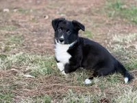 Jenny, a female Cardigan Welsh Corgi for sale in Nashville, AR – Photo 2 of 3