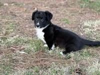 Jenny, a female Cardigan Welsh Corgi for sale in Nashville, AR – Photo 1 of 3