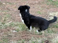 Jenny, a female Cardigan Welsh Corgi for sale in Nashville, AR – Photo 3 of 3