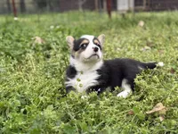 Porky, a male Pembroke Welsh Corgi for sale in Nashville, AR – Photo 5 of 9