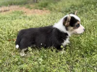 Porky, a male Pembroke Welsh Corgi for sale in Nashville, AR – Photo 7 of 9