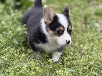 Porky, a male Pembroke Welsh Corgi for sale in Nashville, AR – Photo 2 of 9