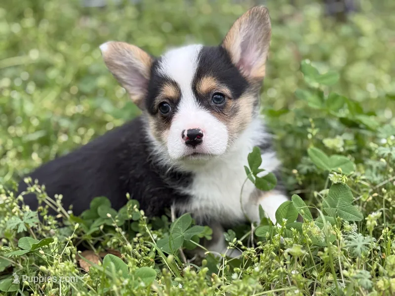 Porky – Pembroke Welsh Corgi puppy for sale in Nashville, AR