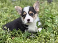 Porky, a male Pembroke Welsh Corgi for sale in Nashville, AR – Photo 1 of 9