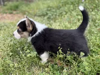 Porky, a male Pembroke Welsh Corgi for sale in Nashville, AR – Photo 6 of 9