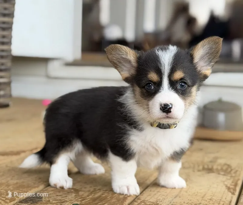 Moose – Pembroke Welsh Corgi puppy for sale in Nashville, AR