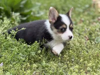 Porky, a male Pembroke Welsh Corgi for sale in Nashville, AR – Photo 3 of 9