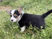 Porky, a male Pembroke Welsh Corgi for sale in Nashville, AR – Photo 8 of 9